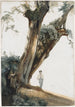 Arbres anciens dans la campagne romaine - Giovanni Costa — vista dell’opera