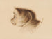 Scimmia - Gottfried Mind — vista dell’opera