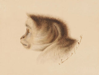 Gottfried Mind - Affe.webp