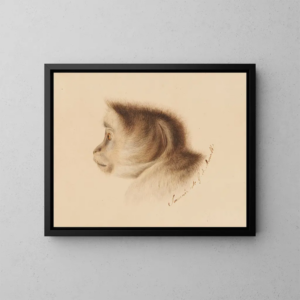 Scimmia - Gottfried Mind — quadro incorniciato alla parete