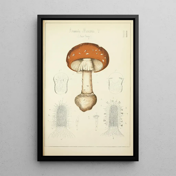Histoire naturelle des champignons Pl02 - Guillaume Sicard — quadro incorniciato alla parete