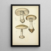 Histoire naturelle des champignons Pl04 - Guillaume Sicard — quadro incorniciato alla parete