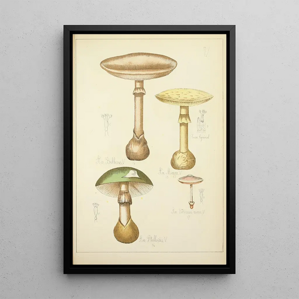 Histoire naturelle des champignons Pl05 - Guillaume Sicard | Reproduction — quadro incorniciato alla parete