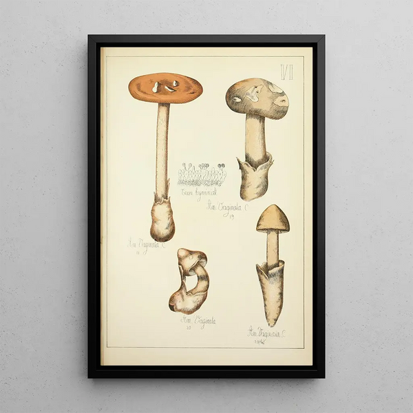 Histoire naturelle des champignons Pl06 - Guillaume Sicard — quadro incorniciato alla parete