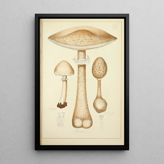 Guillaume Sicard - Histoire naturelle des champignons Pl07.webp