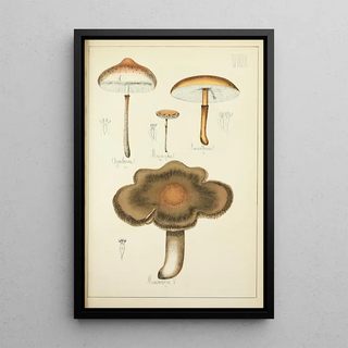 Guillaume Sicard - Histoire naturelle des champignons Pl08.webp