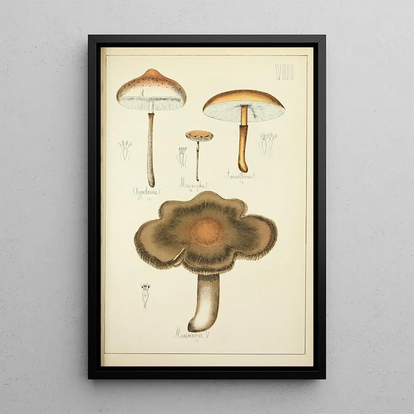 Histoire naturelle des champignons Pl08 - Guillaume Sicard — quadro incorniciato alla parete