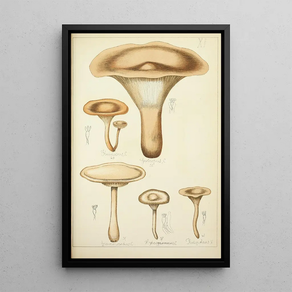 Histoire naturelle des champignons Pl11 - Guillaume Sicard | Reproduction — quadro incorniciato alla parete