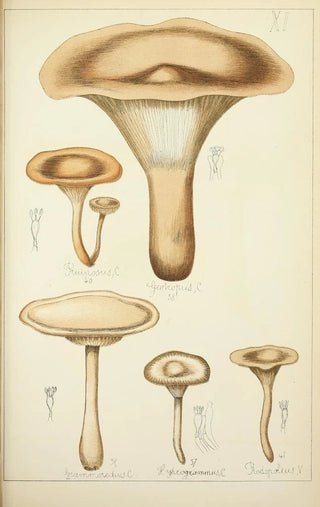 Guillaume Sicard - Histoire naturelle des champignons Pl11.webp