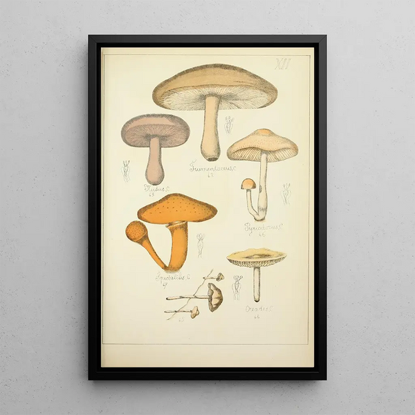 Histoire naturelle des champignons Pl12 - Guillaume Sicard | Reproduction — quadro incorniciato alla parete