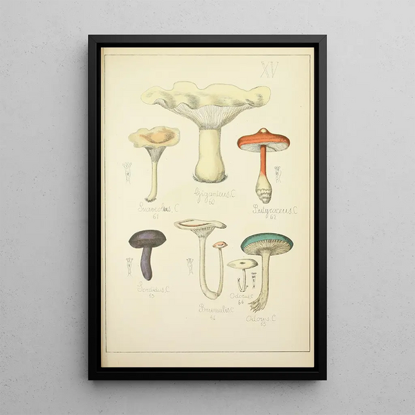 Histoire naturelle des champignons Pl15 - Guillaume Sicard | Reproduction — quadro incorniciato alla parete