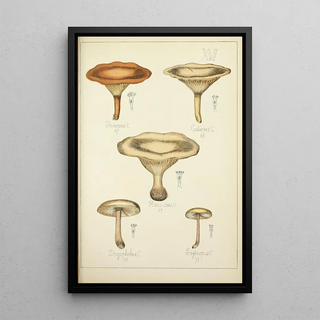 Guillaume Sicard - Histoire naturelle des champignons Pl16.webp