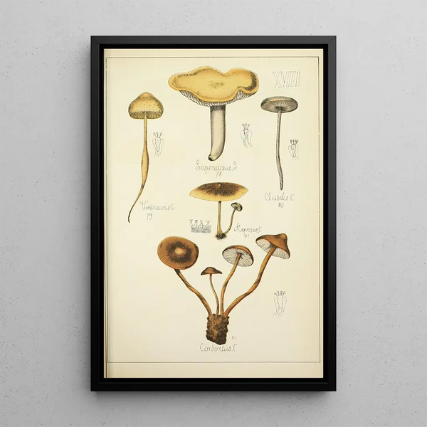 Histoire naturelle des champignons Pl18 - Guillaume Sicard | Reproduction — quadro incorniciato alla parete