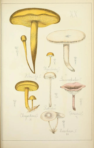 Guillaume Sicard - Histoire naturelle des champignons Pl20.webp