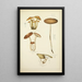 Histoire naturelle des champignons Pl21 - Guillaume Sicard — quadro incorniciato alla parete