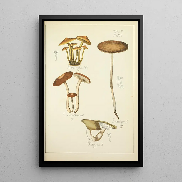 Histoire naturelle des champignons Pl21 - Guillaume Sicard — quadro incorniciato alla parete