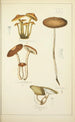 Histoire naturelle des champignons Pl21 - Guillaume Sicard — vista dell’opera