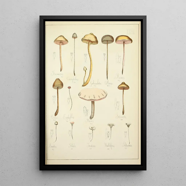 Histoire naturelle des champignons Pl22 - Guillaume Sicard — quadro incorniciato alla parete