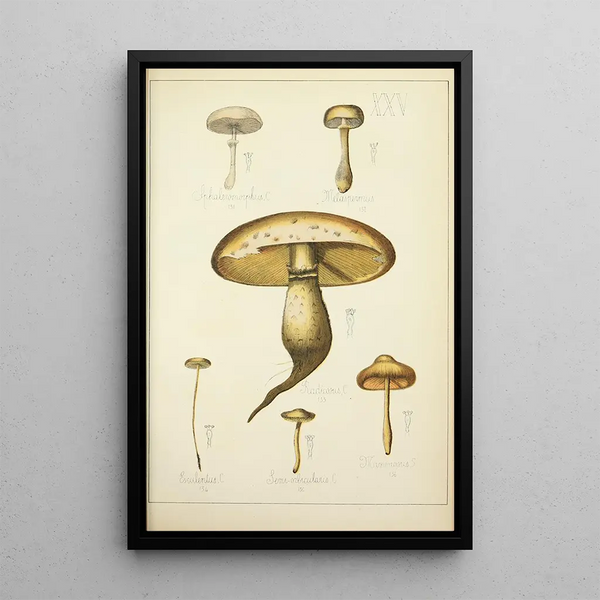 Histoire naturelle des champignons Pl25 - Guillaume Sicard — quadro incorniciato alla parete