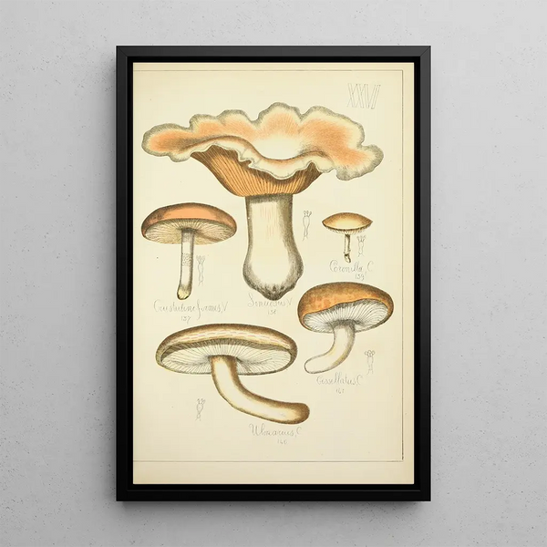Histoire naturelle des champignons Pl26 - Guillaume Sicard — quadro incorniciato alla parete