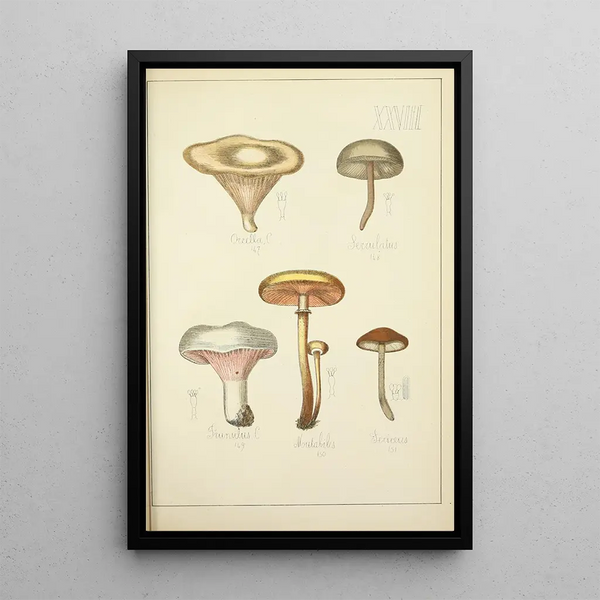 Histoire naturelle des champignons Pl28 - Guillaume Sicard — quadro incorniciato alla parete