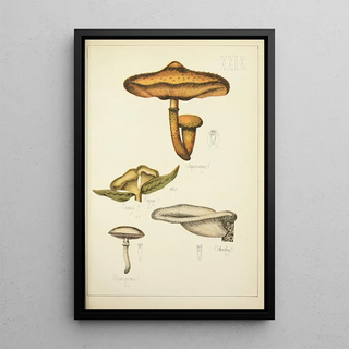Guillaume Sicard - Histoire naturelle des champignons Pl29.webp