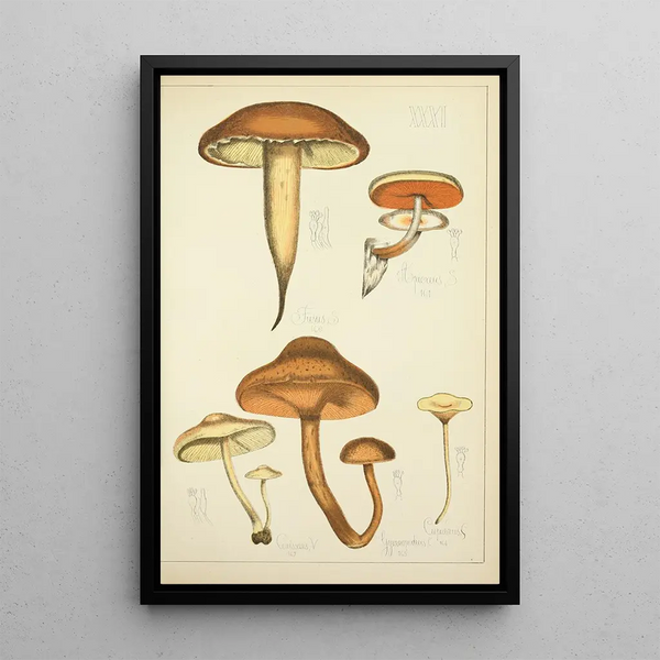Histoire naturelle des champignons Pl31 - Guillaume Sicard | Reproduction — quadro incorniciato alla parete