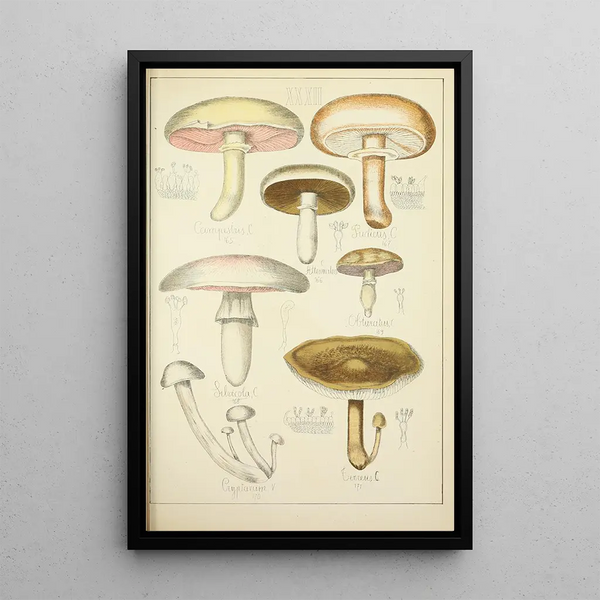 Histoire naturelle des champignons Pl32 - Guillaume Sicard — quadro incorniciato alla parete
