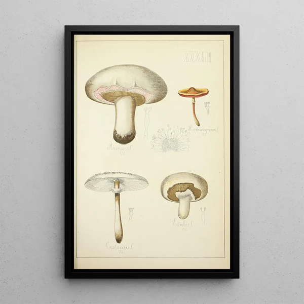 Histoire naturelle des champignons Pl33 - Guillaume Sicard | Reproduction — quadro incorniciato alla parete