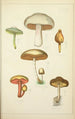 Histoire naturelle des champignons Pl34 - Guillaume Sicard | Reproduction — vista dell’opera