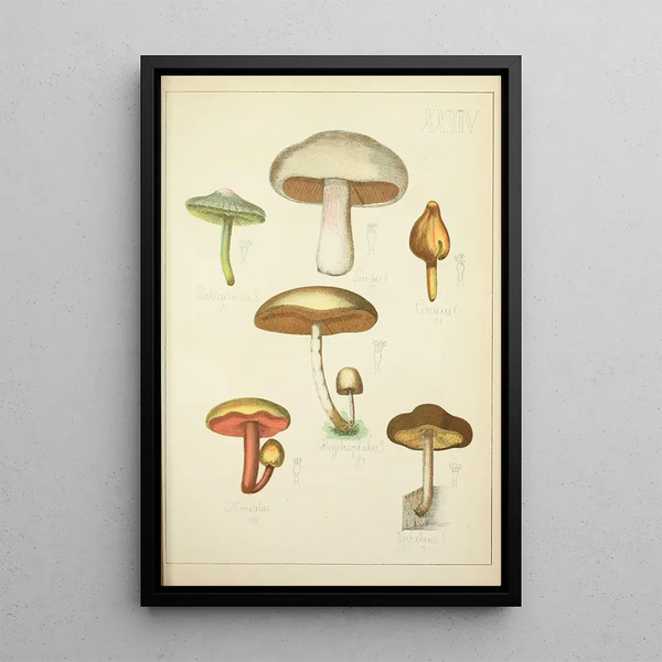 Histoire naturelle des champignons Pl34 - Guillaume Sicard | Reproduction — quadro incorniciato alla parete