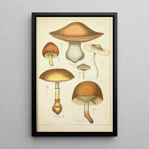 Histoire naturelle des champignons Pl35 - Guillaume Sicard — quadro incorniciato alla parete