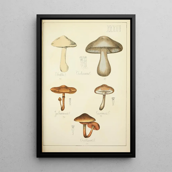 Histoire naturelle des champignons Pl36 - Guillaume Sicard | Reproduction — quadro incorniciato alla parete