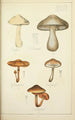 Histoire naturelle des champignons Pl36 - Guillaume Sicard | Reproduction — vista dell’opera