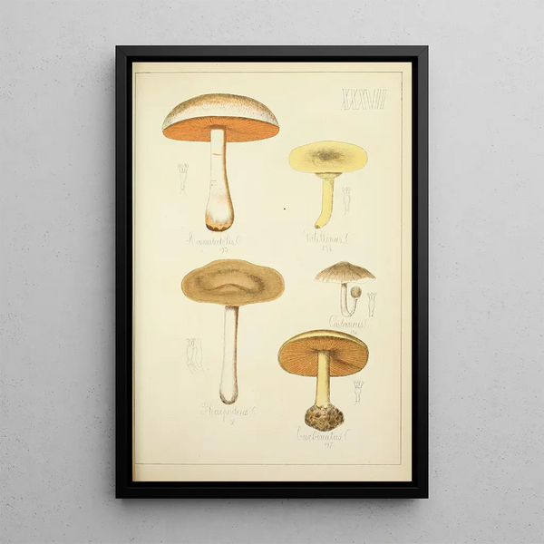Histoire naturelle des champignons Pl37 - Guillaume Sicard — quadro incorniciato alla parete