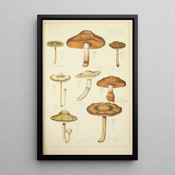 Histoire naturelle des champignons Pl38 - Guillaume Sicard — quadro incorniciato alla parete