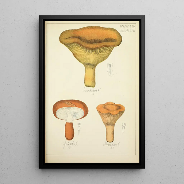 Histoire naturelle des champignons Pl39 - Guillaume Sicard — quadro incorniciato alla parete
