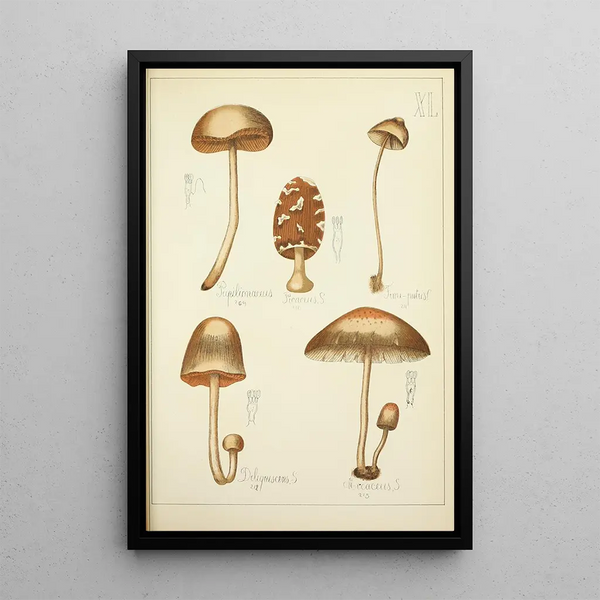 Histoire naturelle des champignons Pl40 - Guillaume Sicard | Reproduction — quadro incorniciato alla parete