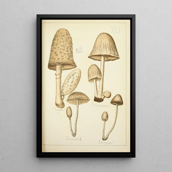 Histoire naturelle des champignons Pl41 - Guillaume Sicard — quadro incorniciato alla parete