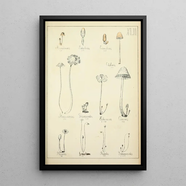 Histoire naturelle des champignons Pl42 - Guillaume Sicard | Reproduction — quadro incorniciato alla parete