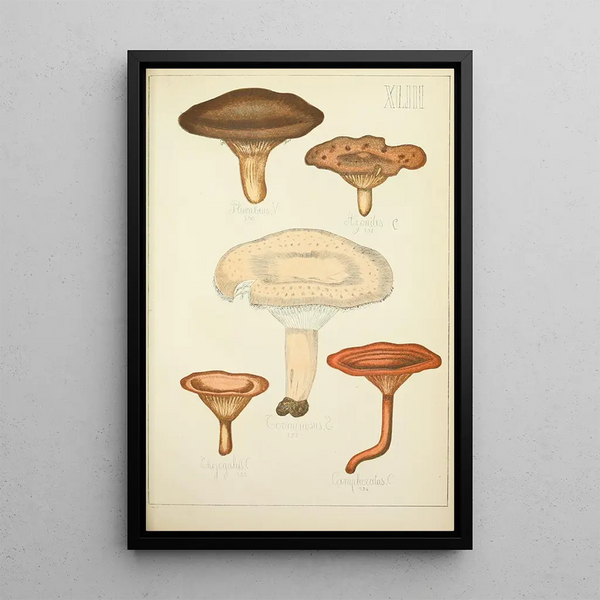 Histoire naturelle des champignons Pl43 - Guillaume Sicard — quadro incorniciato alla parete