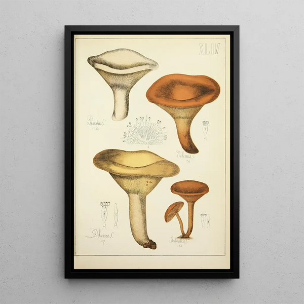 Histoire naturelle des champignons Pl44 - Guillaume Sicard — quadro incorniciato alla parete