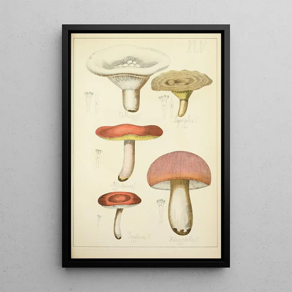 Histoire naturelle des champignons Pl45 - Guillaume Sicard — quadro incorniciato alla parete