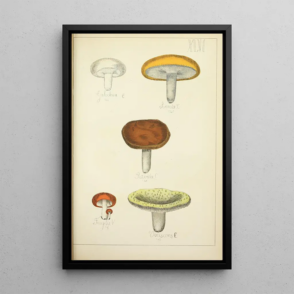 Histoire naturelle des champignons Pl46 - Guillaume Sicard — quadro incorniciato alla parete