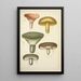 Histoire naturelle des champignons Pl47 - Guillaume Sicard — quadro incorniciato alla parete