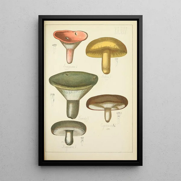 Histoire naturelle des champignons Pl47 - Guillaume Sicard — quadro incorniciato alla parete