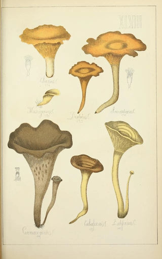Guillaume Sicard - Histoire naturelle des champignons Pl48.webp