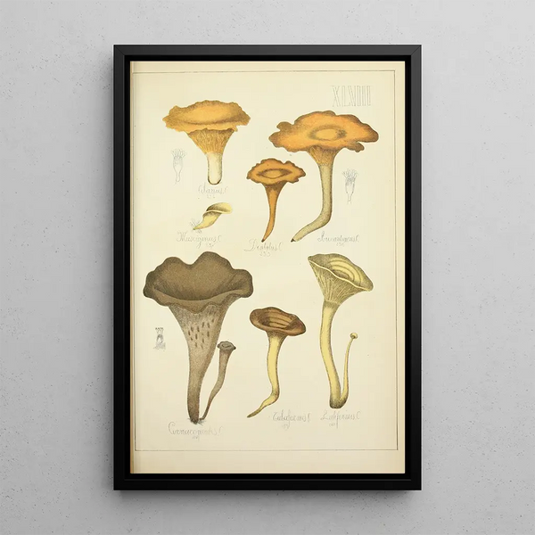 Histoire naturelle des champignons Pl48 - Guillaume Sicard — quadro incorniciato alla parete
