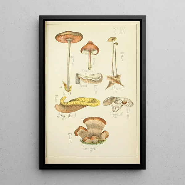 Histoire naturelle des champignons Pl49 - Guillaume Sicard — quadro incorniciato alla parete