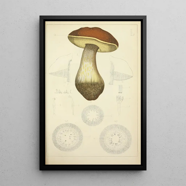 Histoire naturelle des champignons Pl50 - Guillaume Sicard | Reproduction — quadro incorniciato alla parete